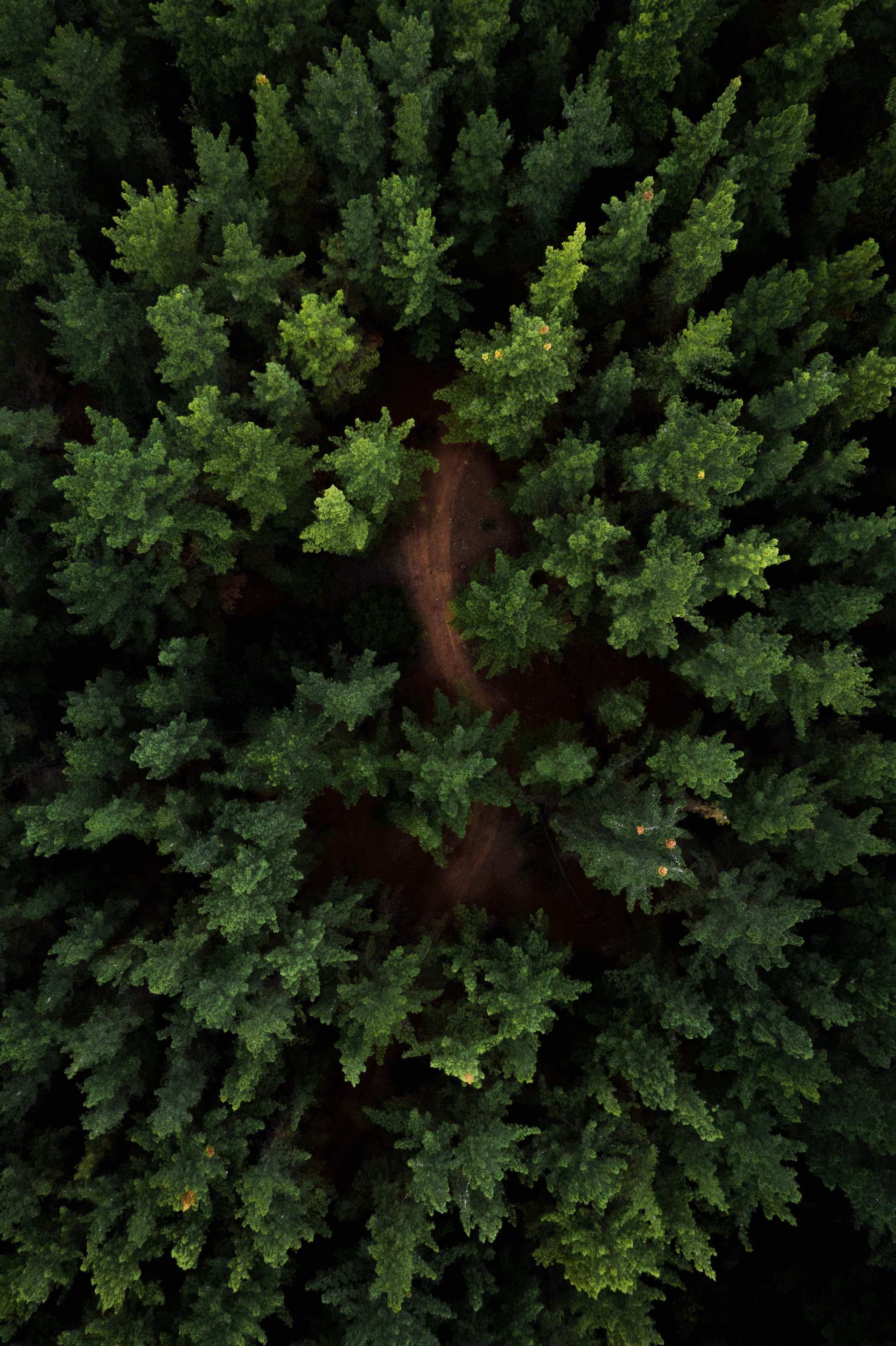 view of a forest from above